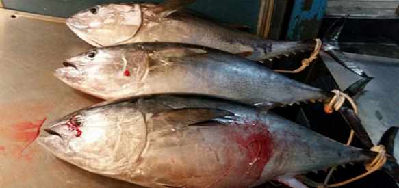 Torre del Greco, sequestrati 20 esemplari di tonno rosso