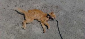 Gatto-maltrattato-ucciso