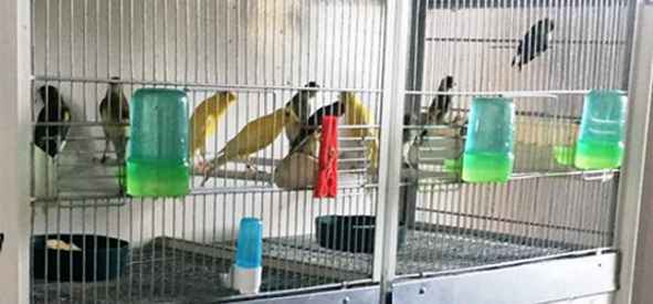 Uccelli protetti in gabbia: denunciato torrese