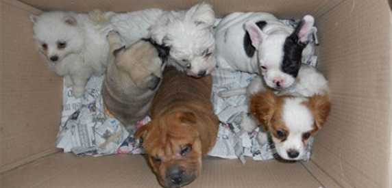 Sequestrati dieci cuccioli di cane in un negozio di animali