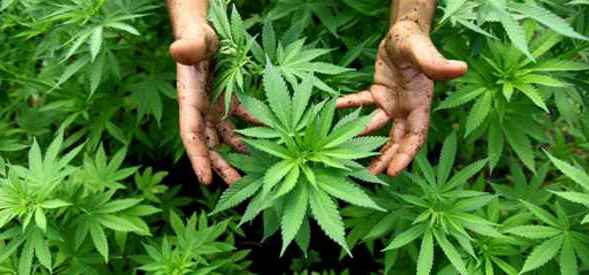 Coltivazione di cannabis: in manette 45enne stabiese