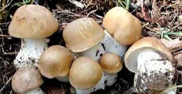 Sagra dei Virni e degli Asparagi 🗓