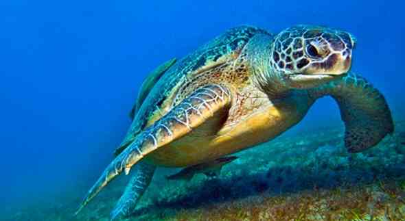 Tartaruga recuperata a Massalubrense: è un grande esemplare di Caretta caretta