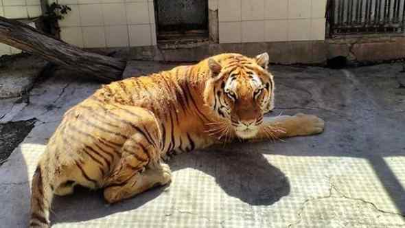 Addio Kashmir, è morta la tigre storica dello Zoo di Napoli