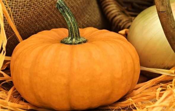 Un viaggio ideale tra otto paesi: torna “La Terra delle zucche”