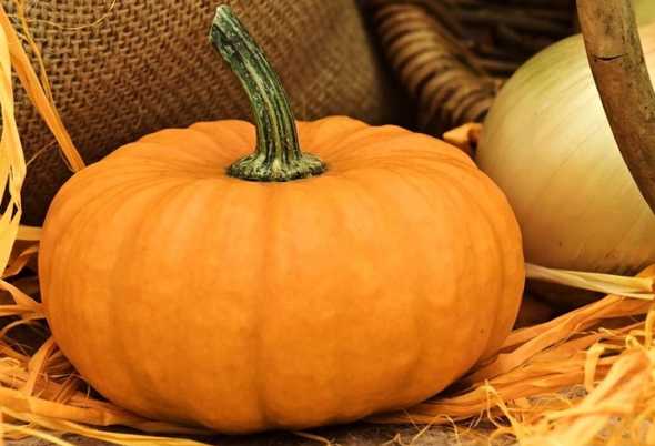 Aspettando Halloween andando “Fuori di Zucca” dal 30 settembre al 6 novembre 🗓