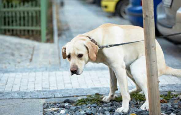 Portici. Pulizia urine canine, il sindaco Cuomo: “Colpa di incivili accompagnatori di cani”