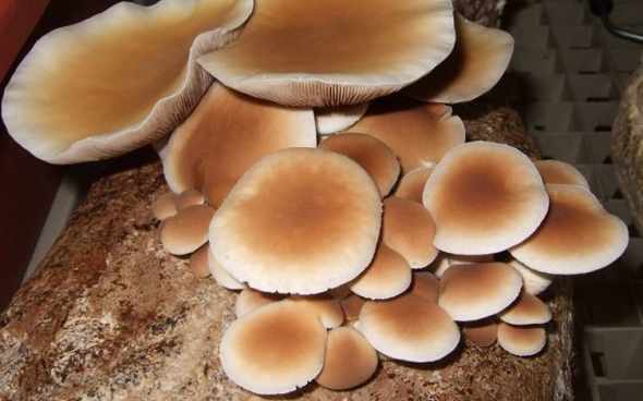 Sagra funghi di pioppo e vino asprinio XVI° edizione 🗓