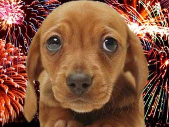 Portici, M5S: fuochi d’artificio tutte le notti, cuccioli terrorizzati