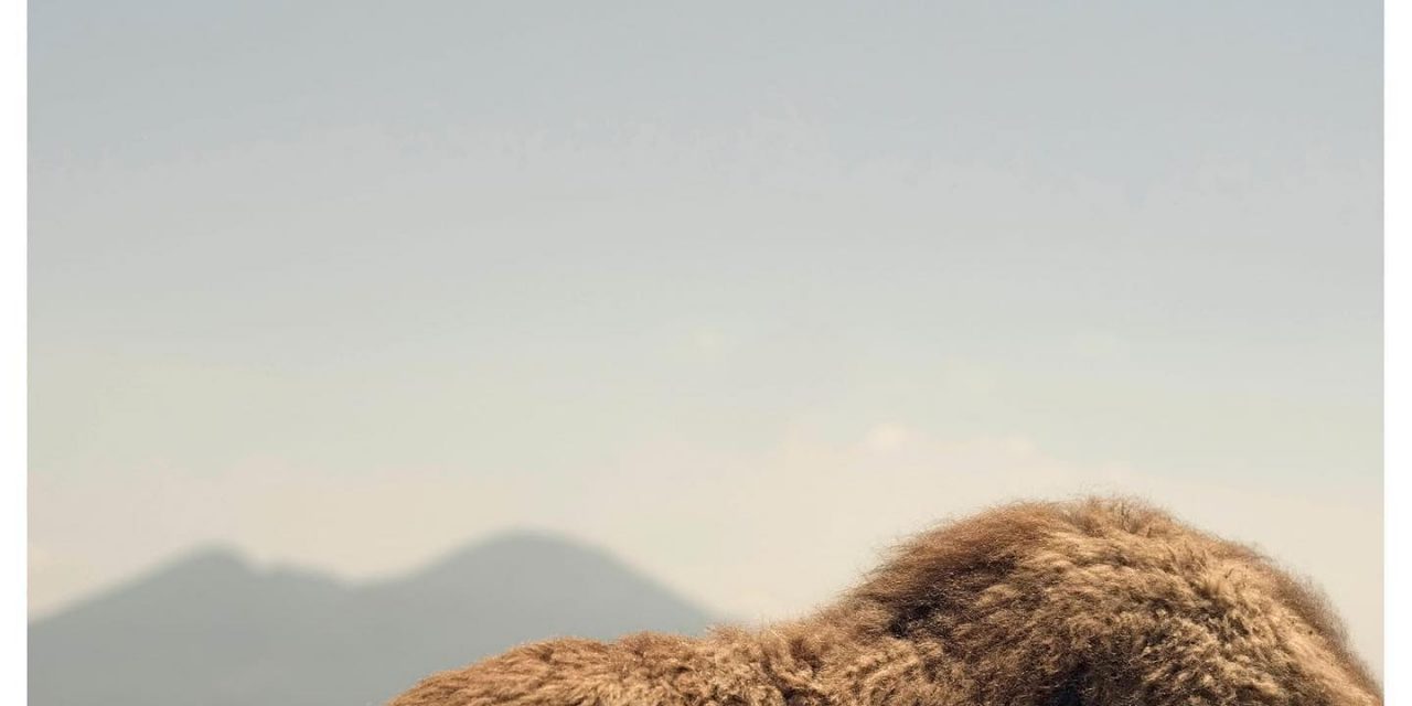 “Sabato, domenica e lunedì”, il dromedario di De Angelis nella commedia di De Filippo