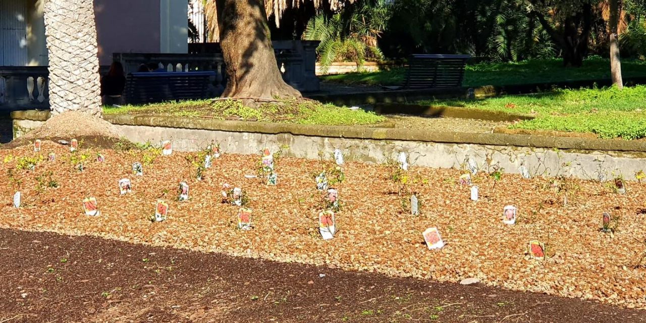 Esplosione di colori a Villa Vannucchi: 30 alberi e 250 rose nuove nelle aiuole