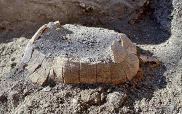 A Pompei scoperta una tartaruga conservata con il suo uovo