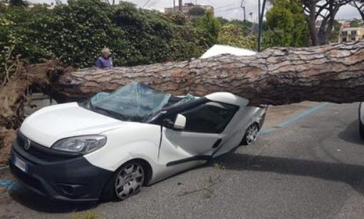 Sfiorata la tragedia: a Posillipo un albero si è abbattuto su un furgone in sosta