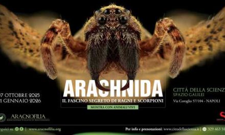 Arachnida, il fascino segreto di ragni e scorpioni alla Città della Scienza