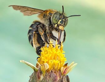 Convegno Api, biodiversità e ricerca scientifica: il Parco Nazionale del Vesuvio dedica due giornate agli impollinatori.