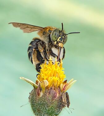 Convegno Api, biodiversità e ricerca scientifica: il Parco Nazionale del Vesuvio dedica due giornate agli impollinatori.