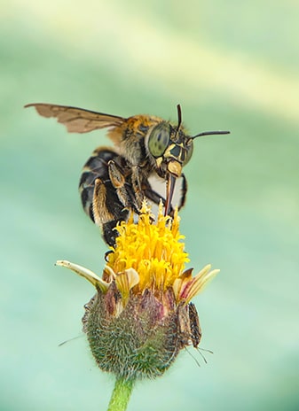 Convegno Api, biodiversità e ricerca scientifica: il Parco Nazionale del Vesuvio dedica due giornate agli impollinatori.
