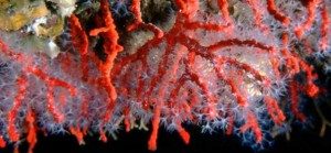 Corallium-Rubrum-mare