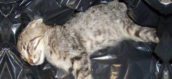 Emergenza a Torre del Greco, 20 gatti avvelenati a via Lamaria Vecchia: si cercano i colpevoli