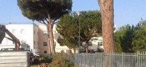 Pino-Secolare-abbattuto-La-Salle-2015