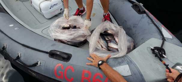 Portici. Pesca sportiva illegale: sequestrati tre esemplari di tonno rosso