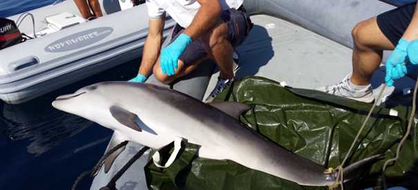 Pesca abusiva, sequestrati tonnetti. Ritrovato delfino morto
